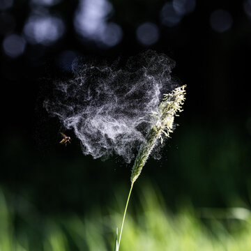 Pollen blowing from grass