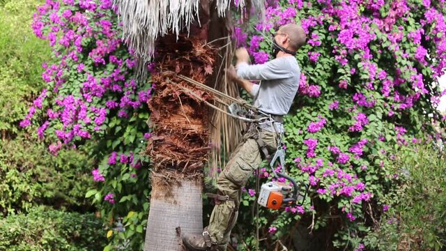 Man working at the top of a palm tree pruning the leaves helping himself  with a well-used rope and steel claws to climb up. Cleaning and cutting palm trees. Man with the chainsaw. Dangerous job.