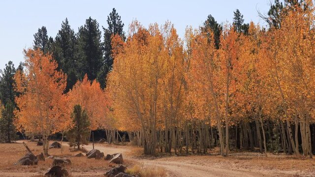 Beautiful sunny fall color of the Uinta Flat Designated Dispersed Camping Area