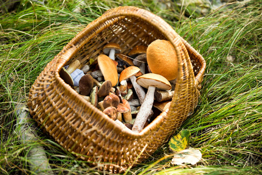 Basket full of mushrooms kept on grass in forest