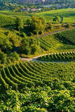 Scenic view of vineyard during sunny day