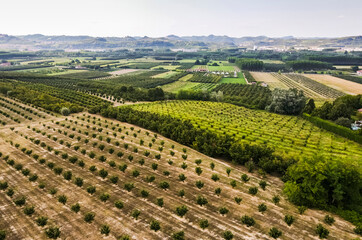 Drone view of field crops growing in rows