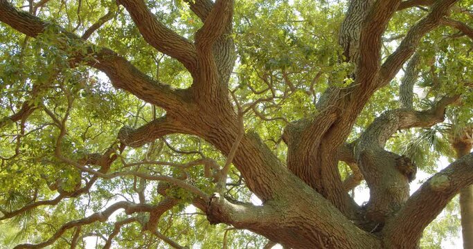 Historic Tree In Charlotte, South Carolina Park