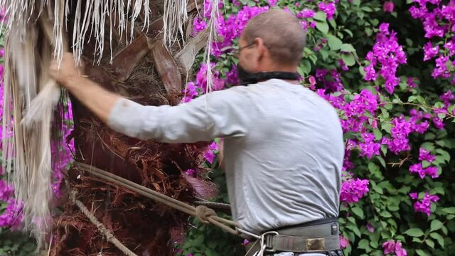 Man working at the top of a palm tree pruning the leaves helping himself  with a well-used rope and steel claws to climb up. Cleaning and cutting palm trees. Man with the chainsaw. Dangerous job.