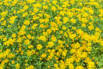 Fototapeta premium Doronicum flowers in the botanical garden.