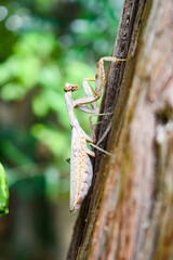 Mantis climbing a tree