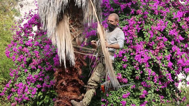 Man working at the top of a palm tree pruning the leaves helping himself  with a well-used rope and steel claws to climb up. Cleaning and cutting palm trees. Man with the chainsaw. Dangerous job.