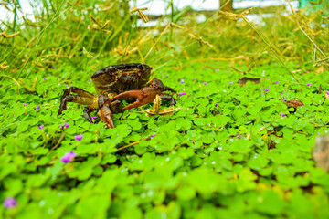addy field on green grass