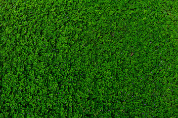 Bright green plants For background
