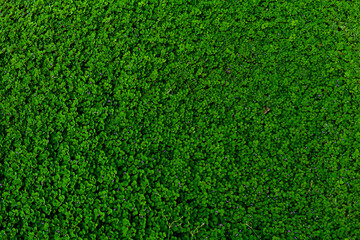 Fototapeta premium Bright green plants For background