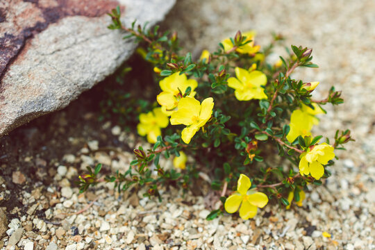 close-up of Hibbertia plant with yellow flowers outdoor in sunny backyard