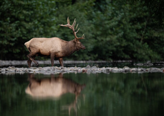 Bull Elk in Autumn 