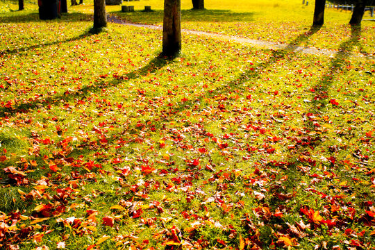 15 474 Best 落葉樹 Images Stock Photos Vectors Adobe Stock