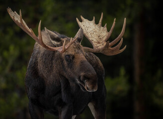 Moose in Canada 
