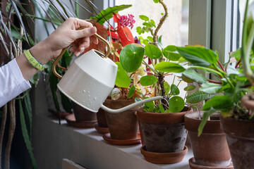Woman gardener watering potted houseplant on the windowsill in green house, close up. Hobby, home gardening, love of plants indoors