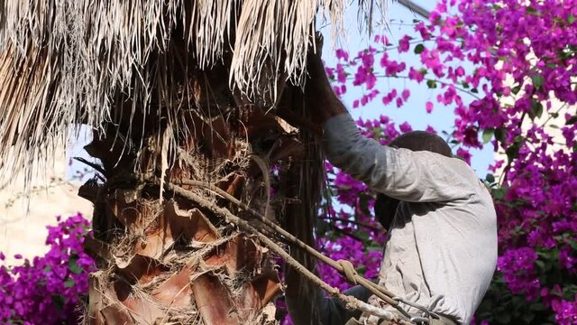 Man working at the top of a palm tree pruning the leaves helping himself  with a well-used rope and steel claws to climb up. Cleaning and cutting palm trees. Man with the chainsaw. Dangerous job.