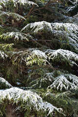 Snow on trees