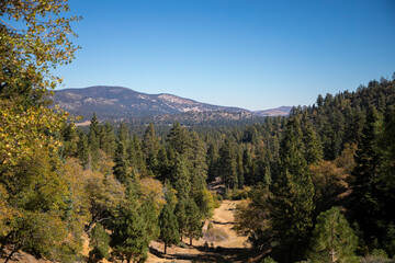 forest landscape with mountains