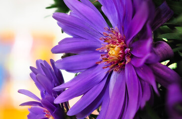 A macro closeup image of a purple Aster flower