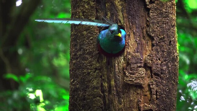 Male of Resplendent quetzal (Pharomachrus mocinno) sits on the branch in the humid forest of Monteverde National Park. Costa Rica
