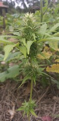 Young hemp, marijuana's immune 