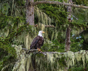 Bald eagle perches on tree branch surveying the surroundings near Johnstone Strait, Vancouver Island, British Columbia
