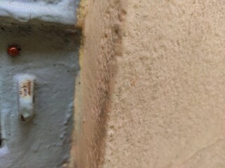 Ladybug on the wall of house in Brazil