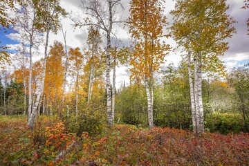 Obraz premium Sunlight shining through colorful autumn leaves on birch trees in the woods