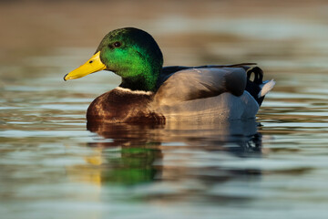 Mallard Anas platyrhynchos Costa Ballena Cadiz