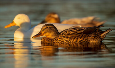 Mallard Anas platyrhynchos Costa Ballena Cadiz