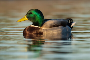 Mallard Anas platyrhynchos Costa Ballena Cadiz