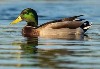 Mallard Anas platyrhynchos Costa Ballena Cadiz
