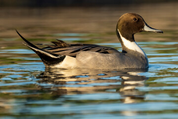 Northern Pintail Anas acuta Costa Ballena Cadiz