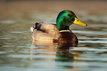 Mallard Anas platyrhynchos Costa Ballena Cadiz