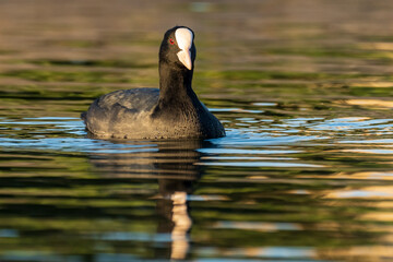 Eurasian Coot Fulica atra Costa Ballena Cadiz