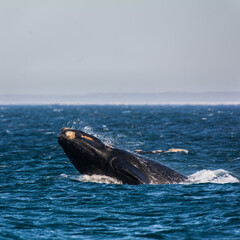 Fototapeta premium Ballena 