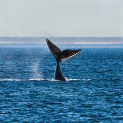 Fototapeta premium Ballenas