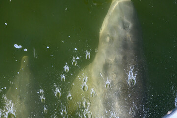 Fototapeta premium Looking Down on Swimming Dolphins