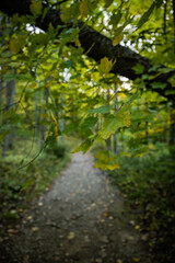 Fototapeta premium Leaves Hanging in front of dirt trail