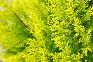 ゴールドクレスト