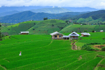 green rice terraces on holiday at pa bong paing village,  Mae-Jam Chiang mai, Thailand