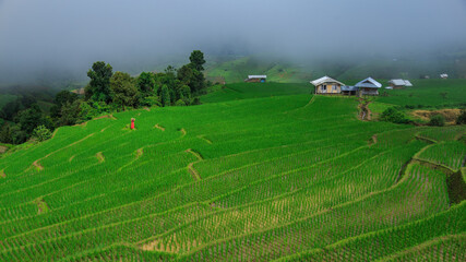 Young woman  relaxing in green rice terraces on holiday at pa bong paing village,  Mae-Jam Chiang...