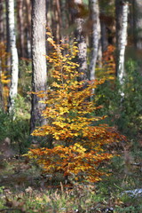 Obraz premium autumn in the woods