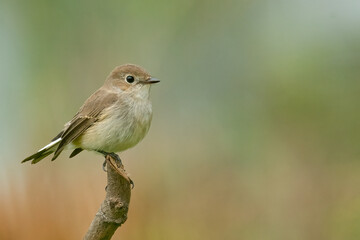 Taiga Flycatcher perching on a perch  looking into a distance