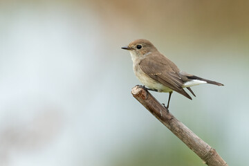 Taiga Flycatcher perching on a perch  looking into a distance
