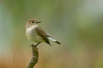 Taiga Flycatcher perching on a perch  looking into a distance