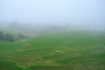 Young woman with red umbrella relaxing in green rice terraces on holiday at pa bong paing village, ...