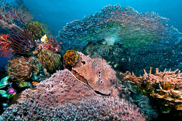 Coral garden