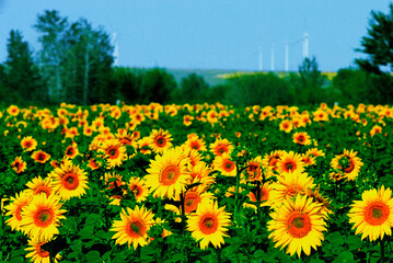 A close-up of sunflower fields in summer