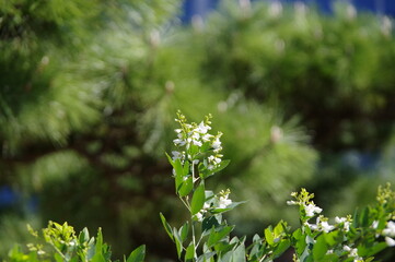 白い小さな花
